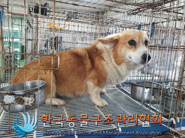 한국동물구조관리협회_441406202300990
